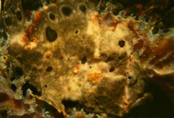 Frog fish in lavendar vase sponge. Nikonos V. Belize, ear... by Kevin Bryant 